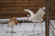 Новоприбывшие стерхи осваиваются в зоопарке Лимпопо