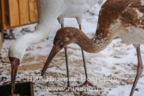 Новоприбывшие стерхи осваиваются в зоопарке Лимпопо