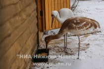 Новоприбывшие стерхи осваиваются в зоопарке Лимпопо