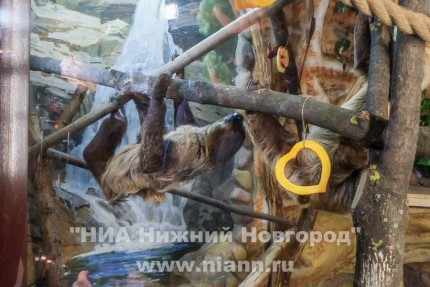 Самец двупалого ленивца появился в нижегородском зоопарке Лимпопо