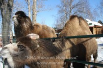 Верблюды Майя и Вася