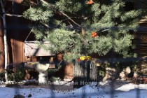 Клетку Птицы наших лесов тоже украсили к Масленице