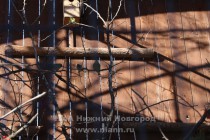 Экспозиция Птицы наших лесов