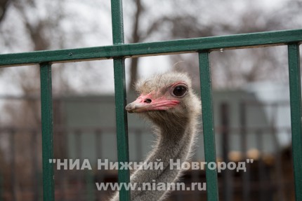 Мастер-класс по росписи страусиных яиц прошел в нижегородском зоопарке Лимпопо