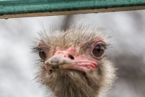 Мастер-класс по росписи страусиных яиц в нижегородском зоопарке Лимпопо