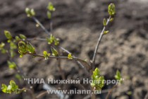 А также сирень маршальской серии: Маршал Соколовский, Маршал Конев и др