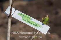 На территории Нижегородского кремля в рамках проекта Сирень Победы сотрудниками ЛУКОЙЛ заложена аллея сирени и каштанов
