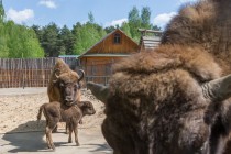 Зубры Мурат и Муза стали родителями уже в пятый раз