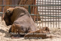В семье зубров Мурата и Музы родился малыш