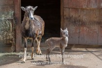 Пополнение и в семействе европейских муфлонов Старки и Стейси
