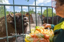 В семье зубров Мурата и Музы родился малыш