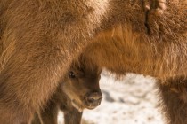 В семье зубров Мурата и Музы родился малыш
