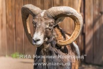 В семье муфлонов Старки и Стейси родился малыш