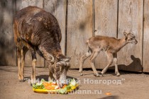 В семье муфлонов Старки и Стейси родился малыш