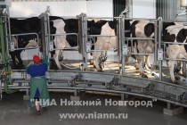 Группа голландских и нижегородских предпринимателей планирует инвестировать около 1,5 млрд рублей в строительство дойного двора в Воротынском районе Нижегородской области