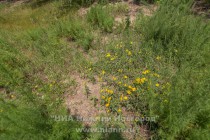 Акция AntiСвин по сбору мусора прошла на берегу Гребного канала в Нижнем Новгороде