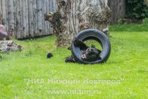 Работники нижегородского зоопарка Лимпопо показали котят ягуара, родившихся в зоопарке