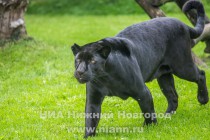 Работники нижегородского зоопарка Лимпопо показали котят ягуара, родившихся в зоопарке