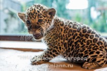 Работники нижегородского зоопарка Лимпопо показали котят ягуара, родившихся в зоопарке