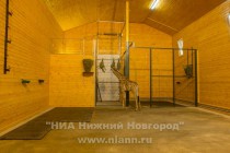 День рождения жирафа Радуги отметили в нижегородском зоопарке Лимпопо