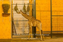 День рождения жирафа Радуги отметили в нижегородском зоопарке Лимпопо