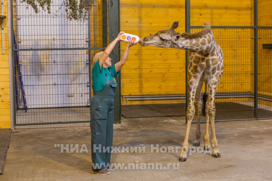 Лимпопо Нижний Новгород Цена Билета