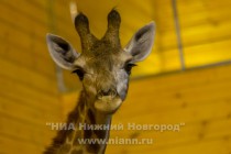День рождения жирафа Радуги отметили в нижегородском зоопарке Лимпопо