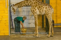 День рождения жирафа Радуги отметили в нижегородском зоопарке Лимпопо