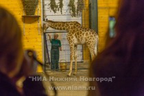 День рождения жирафа Радуги отметили в нижегородском зоопарке Лимпопо