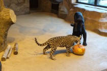 Нижегородский зоопарк Лимпопо отметил Праздник тыквы