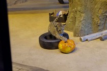 Нижегородский зоопарк Лимпопо отметил Праздник тыквы