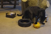 Нижегородский зоопарк Лимпопо отметил Праздник тыквы