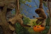 Нижегородский зоопарк Лимпопо отметил Праздник тыквы