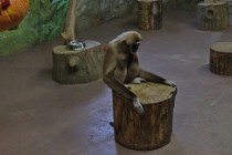 Нижегородский зоопарк Лимпопо отметил Праздник тыквы