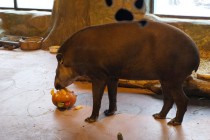 Нижегородский зоопарк Лимпопо отметил Праздник тыквы