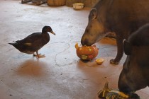 Нижегородский зоопарк Лимпопо отметил Праздник тыквы