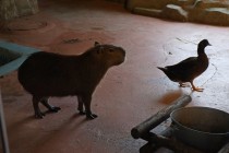 Нижегородский зоопарк Лимпопо отметил Праздник тыквы