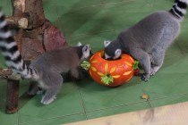 Нижегородский зоопарк Лимпопо отметил Праздник тыквы