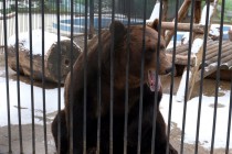 Нижегородский зоопарк Лимпопо отметил Праздник тыквы