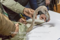 Орнитологи нашли еще одного розового фламинго, залетевшего в Нижегородскую область