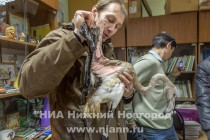 Орнитологи нашли еще одного розового фламинго, залетевшего в Нижегородскую область