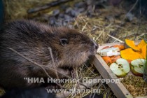 Нижегородский зоопарк Лимпопо приютил у себя двух спасенных бобров