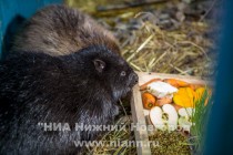 Нижегородский зоопарк Лимпопо приютил у себя двух спасенных бобров