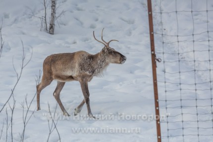 Инспекционная проверка проекта по восстановлению популяции лесного северного оленя в экоцентре нижегородского заповедника Керженский (26.02.16)