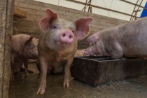 Облправительство ввело ограничительные мероприятия по АЧС в пяти муниципалитетах Нижегородской области с 25 марта
