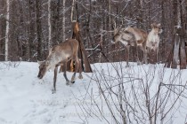 Керженский заповедник в Нижегородской области пополнился еще тремя северными оленями