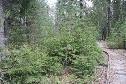 Пресс-тур в Керженский заповедник и экоаул Джайляу на территории Борского г.о. Нижегородской  области