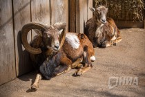 Европейский муфлон