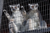 Кошачий лемур