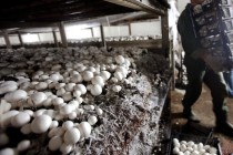 Русское поле и АгроТИП планируют построить в Нижегородской области грибоводческий комплекс за 1,5 млрд рублей